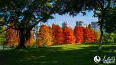 一城春色半城花?廈門(mén)進(jìn)入賞花好時(shí)節(jié)