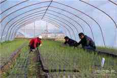 安徽廬江：蘆筍新苗俏爭春