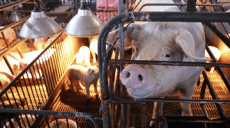 美國點名批臺灣地區(qū)限制美豬牛進口