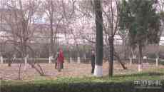 河北保定競秀公園：春來早 花之俏 早開的花兒來報(bào)道