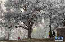 帕米爾高原：春暖花開引客來(lái)