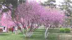 河北保定：春回大地百花開 游人欣賞拍照來(lái)