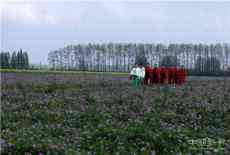 安徽廬江：4萬(wàn)畝紫云英花開成海