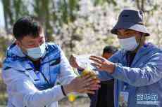 新疆：梨農(nóng)授粉用上無(wú)人機(jī)