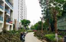 廣西北海：藍(lán)海銀灣小區(qū)物業(yè)砍樹?誰給你的權(quán)利？