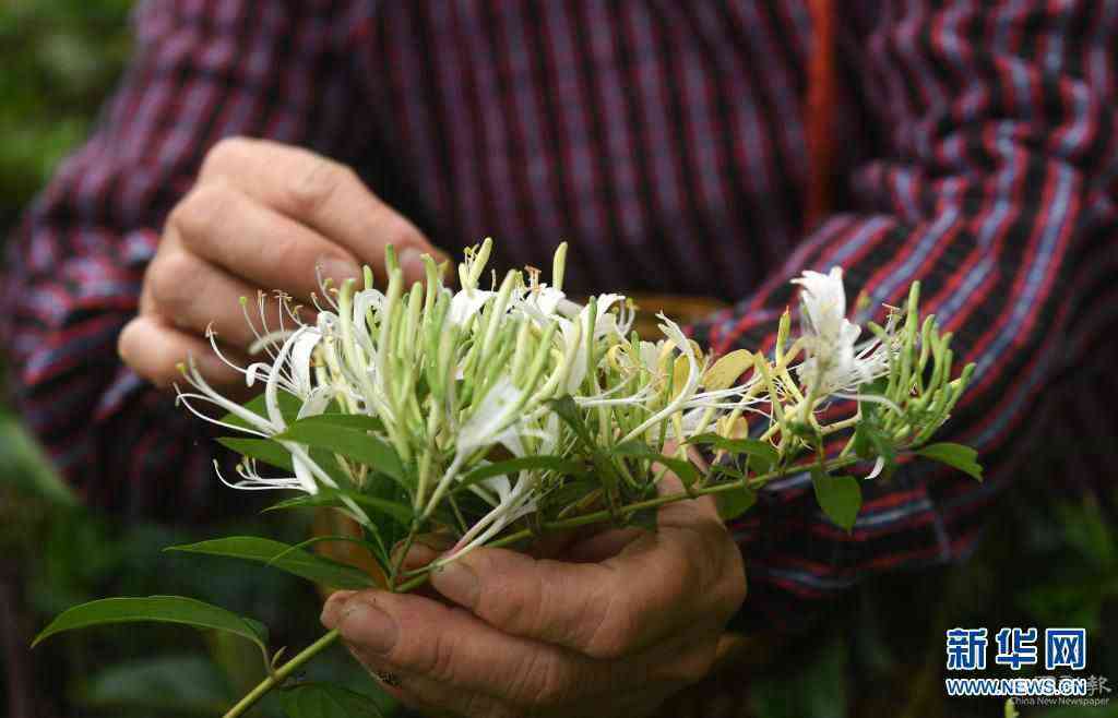 4月13日，在馬山縣加方鄉(xiāng)大陸村，農(nóng)民在采摘金銀花。時(shí)下，廣西馬山縣進(jìn)入金銀花采摘季，當(dāng)?shù)剞r(nóng)民搶抓農(nóng)時(shí)，采摘金銀花供應(yīng)市場。馬山縣金銀花種植面積超過4萬畝，是助力當(dāng)?shù)剞r(nóng)民增收的重要產(chǎn)業(yè)。