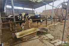 新建養(yǎng)牛場附屬設(shè)施遭強(qiáng)拆 精準(zhǔn)扶貧戶20頭奶牛往哪挪窩？