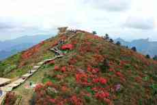 萬畝杜鵑“花?！笔⒎牛憬橹萘汉t色霸屏