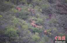 北遷象群仍在昆明晉寧活動 離群獨(dú)象距象群10公里