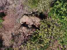 云南北移亞洲象群小范圍活動(dòng) 獨(dú)象返回晉寧區(qū)