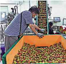 臺(tái)芒果荔枝有蟲(chóng) 新西蘭暫停進(jìn)口