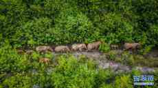 大象奇游記——云南亞洲象群北移南歸紀(jì)實(shí)