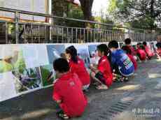 新灣鎮(zhèn)中心小學舉辦“愛我洞庭，保護鳥類”攝影作品展