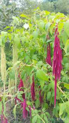 天星米還可當花賣……