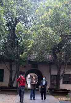 安徽廬江：百年桂花一夜開 八方游客聞?dòng)崄?lái)