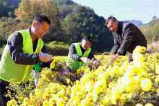 安徽休寧：愛心送進(jìn)光榮門? 田間采菊暖老兵