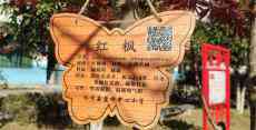 休寧藍(lán)田小學(xué)：樹木“身份證”成風(fēng)景