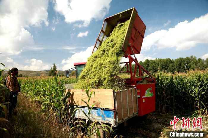 “神奇莊稼”破青?！皷|大門”“靠天吃飯”窘境