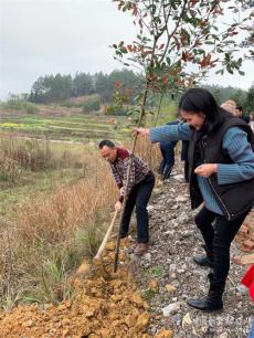 湖南武岡市田家渡完全小學(xué)教師們積極開展義務(wù)植樹活動(dòng)
