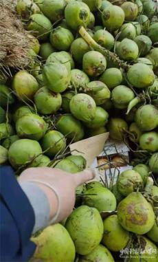 帶皮菠蘿冷藏運(yùn)?散裝椰子按箱送 都是為何？官方來(lái)解答！