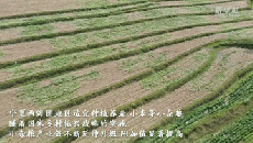 奮進(jìn)新征程 建功新時(shí)代·偉大變革｜小雜糧的新生