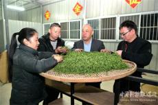 湖南隆回：茶葉專家“傳經送寶”助力茶企搶“頭鮮”