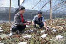 羊肚菌長岀來產業(yè)興起來