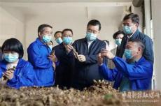 張慶偉婁底新化調(diào)研：走進百芝秀靈芝扶貧車間