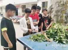 隆回縣黃金井中學少年宮開展農(nóng)耕體驗活動