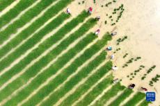 我們的田野——三夏農(nóng)忙好風景