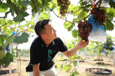 農民豐收｜珠暉區(qū)：“甜蜜果”圓了村民“致富夢”