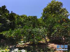 鄉(xiāng)村振興在行動(dòng)｜湖北秭歸：臍橙豐收好光景