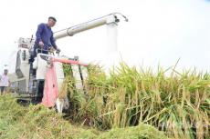 “隆兩優(yōu)8612”超級(jí)稻平均畝產(chǎn)達(dá)1105.6公斤