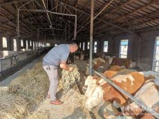 “內(nèi)蒙古西門塔爾牛”在湖南洞口縣牛江村落戶