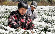 安徽休寧 ：鹽鋪菊花笑開(kāi)“銀”（組圖）