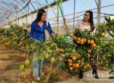 安徽廬江：果凍橙 誘游人