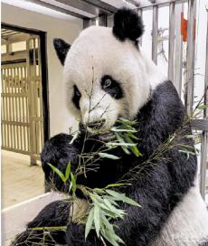 ?贈臺大熊貓“團團”身體狀況好轉