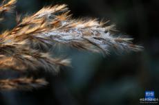 11月22日迎“小雪”節(jié)氣