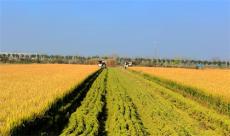 安徽廬江：搶收搶種忙