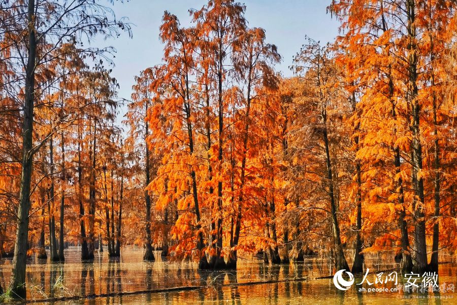 池杉湖國(guó)家濕地公園內(nèi)池杉林進(jìn)入最佳觀賞期。人民網(wǎng)  周坤攝