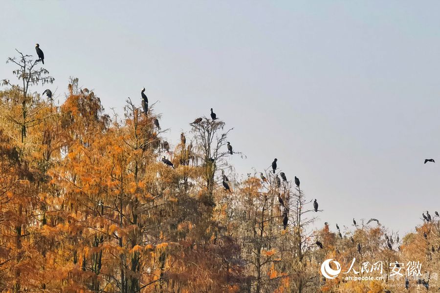 池杉林上棲息著眾多鳥類。人民網(wǎng) 周坤攝