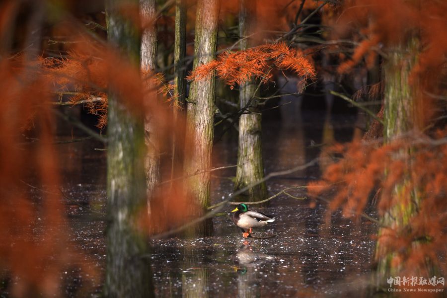 池杉湖國(guó)家濕地公園內(nèi)棲息的候鳥。吳宗寶攝
