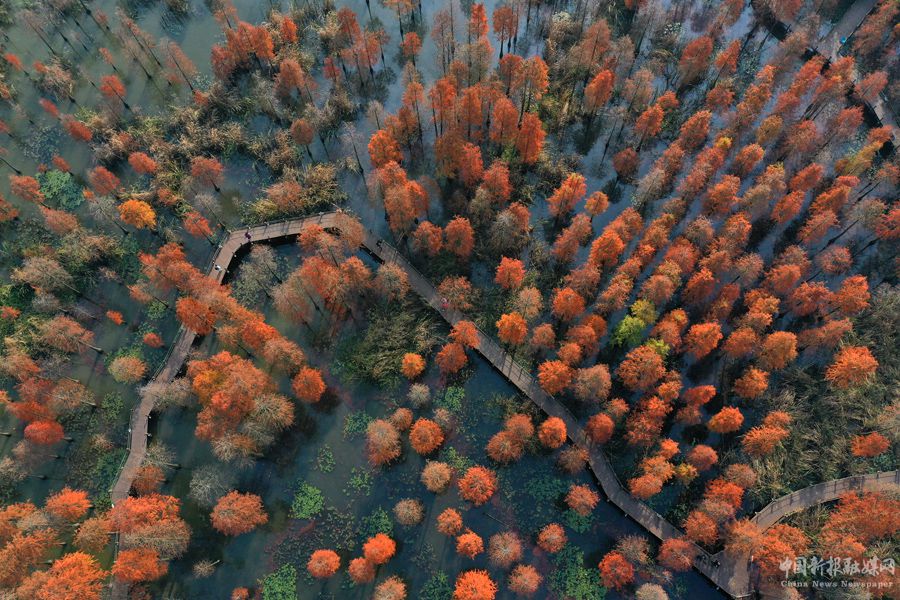 俯瞰池杉湖國(guó)家濕地公園。吳宗寶攝
