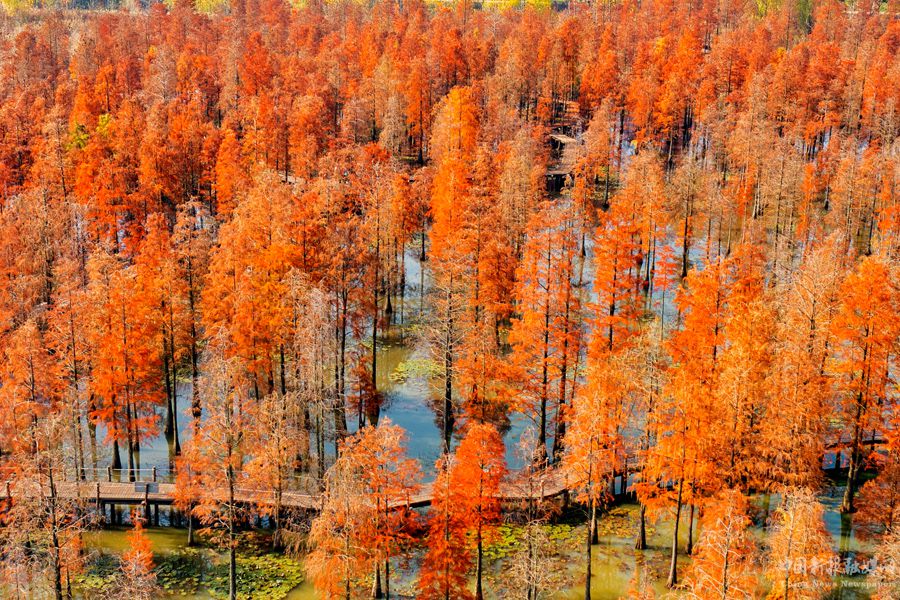 俯瞰池杉湖國(guó)家濕地公園內(nèi)的觀光棧道。崔吉沛攝