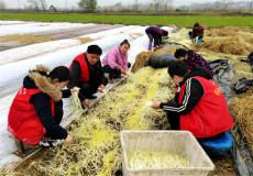 安徽廬江：芹芽脆嫩俏銷全國