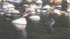 休寧縣鶴城：新安源頭美 鴛鴦來戲水