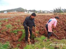 云南奚家村：“藕”遇豐收季 農(nóng)戶采摘忙
