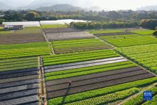 福州蔬菜產(chǎn)區(qū)春種春收忙