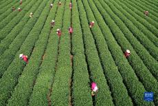 明前茶采摘加工忙