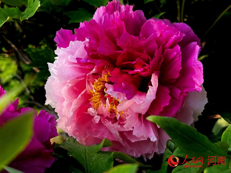 二喬 。人民網(wǎng) 王佩攝